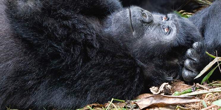 14-Day Uganda Gorilla Chimpanzees and Wildlife Safari