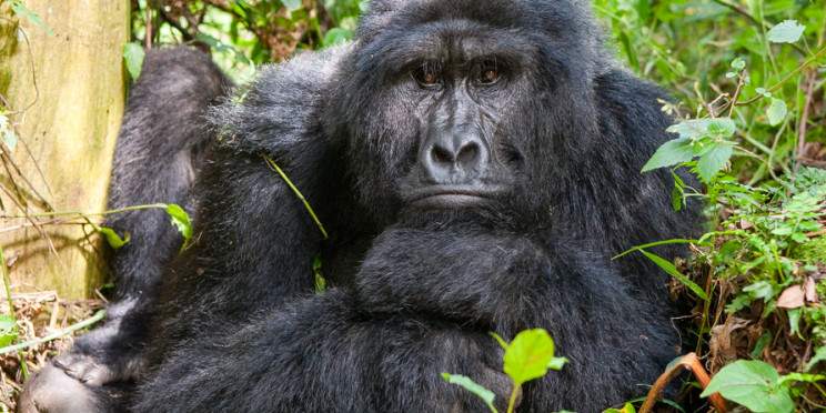 5-Day Gorilla Trekking and Canoeing at Lake Bunyonyi