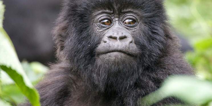 5-Day Gorillas Golden Monkeys Lake Kivu Safari in Rwanda