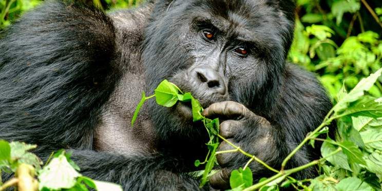 3-Day Fly-in Ultra Luxury Gorilla Trekking Experience
