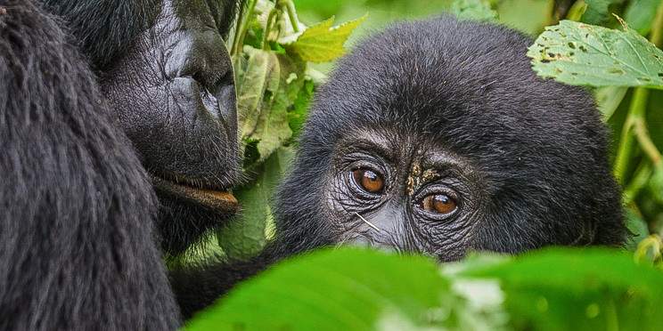 3-Day Gorilla Trekking & Batwa Experience in Bwindi NP