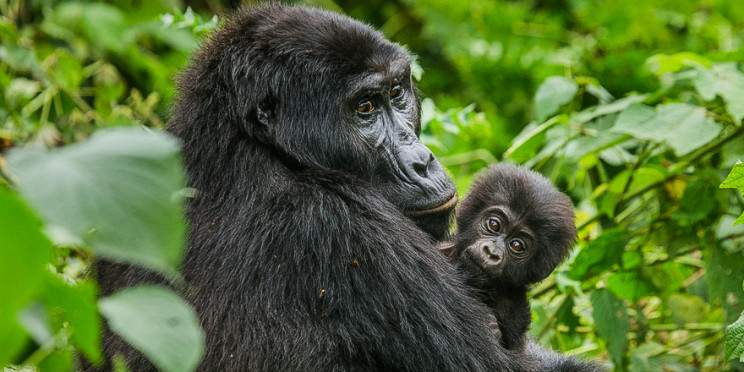 4-Day Gorilla and Golden Monkey Trek Rwanda and Uganda