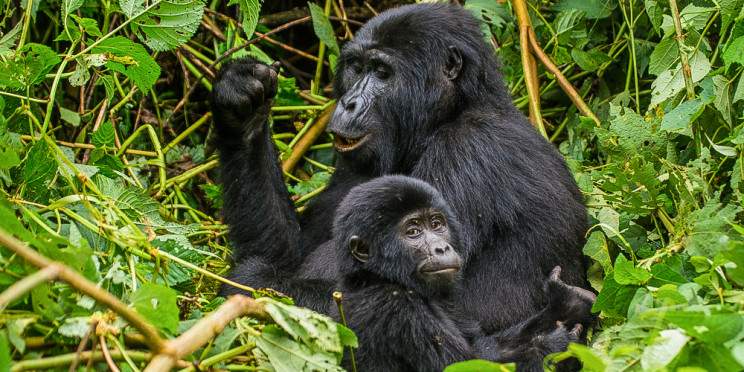 8-Day Experience Gorillas, Chimps and Big 5 Game Drives