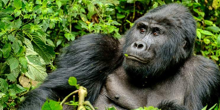 7-Day Rwanda and Uganda Gorillas Safari & Primates Trek