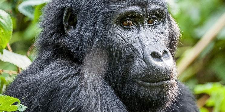 4-Day Gorillas Trekking & Lake Bunyonyi