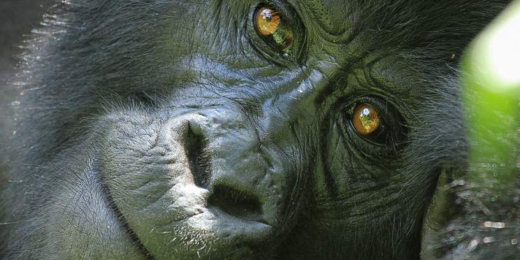 5-Day Uganda Gorilla and Chimpanzees Safari