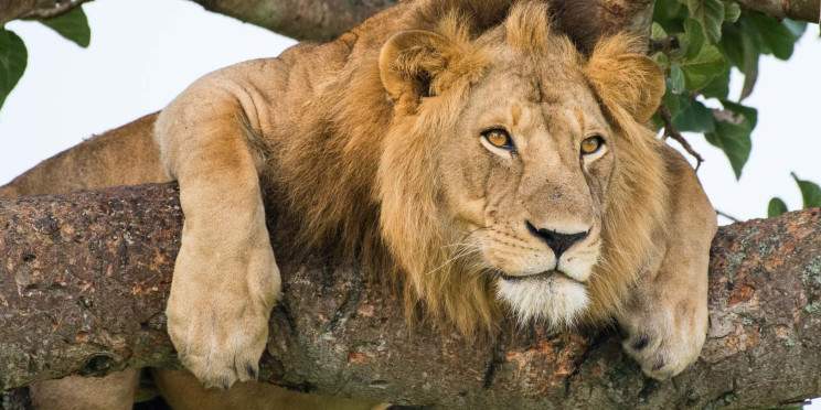5-Day Gorillas, Chimps and Tree-Climbing Lions