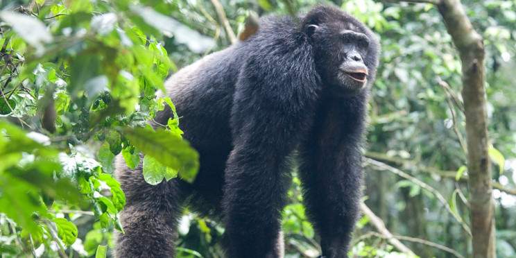3-Day Kibale Chimpanzee Trekking Experience