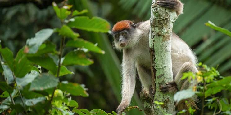 3-Day Chimps Tracking in Kibale Forest National Park