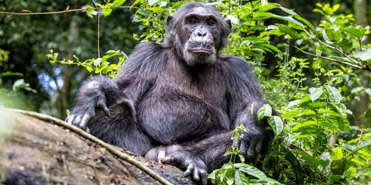 8-Day Rwanda Uganda All Apes and Wildlife Safari
