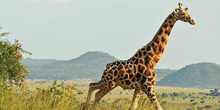 12-Day Best of Uganda Wildlife Tour