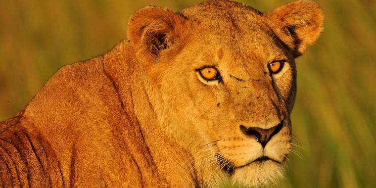 3-Day Exciting Queen Elizabeth National Park Safari