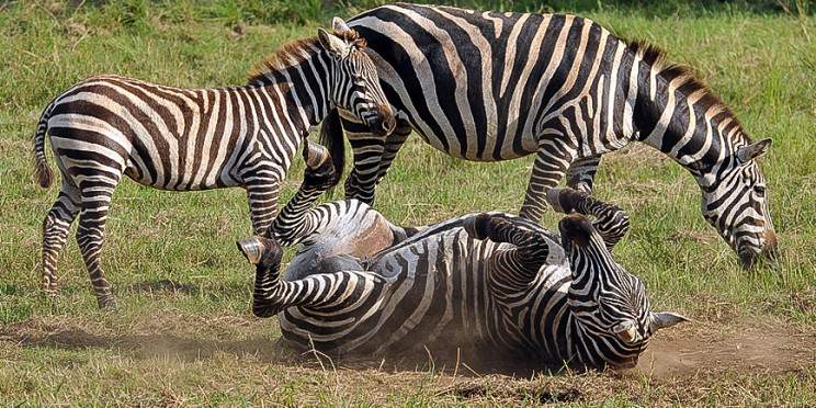 5-Day Gorillas Chimpanzees and Wildlife Safari in Uganda