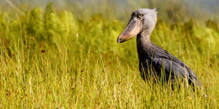 1-Day Mabamba Swamp Shoebill Trek and Equator Line Tour