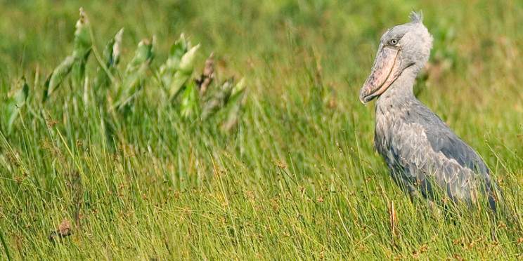 2-Day Shoebill Stork Equator Line and Nile Rafting Tour