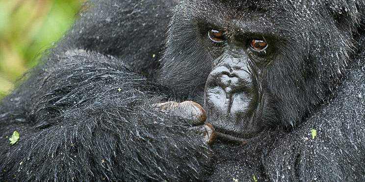 10-Day Wildlife, Big 5, Chimpanzee, and Gorilla Safari