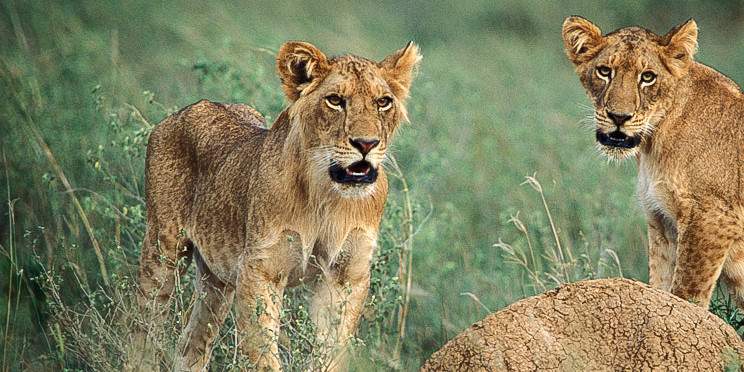 15-Day Wildlife Adventure Trip to the Pearl of Africa