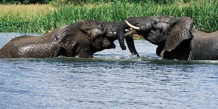 14-Day Uganda & Tanzania Ultimate Safari; Gorillas&Lions