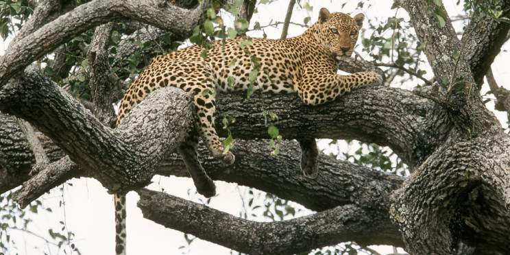 9-Day Murchison Falls, Big 5, Chimps & Gorillas Tracking