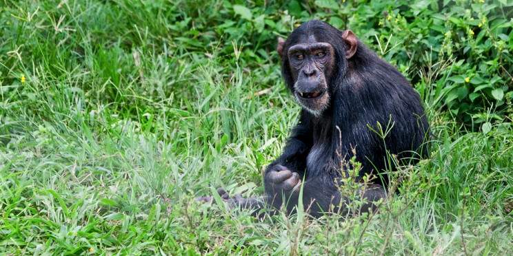 1-Day Chimpanzee Sanctuary and Botanical Gardens Tour