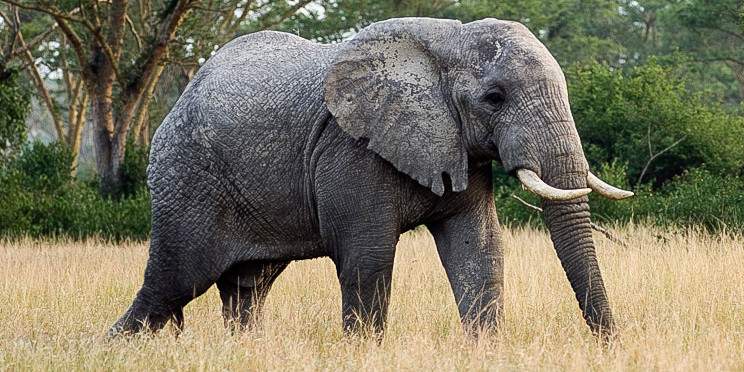 3-Day Game Drive and Boat Cruise in Queen Elizabeth NP