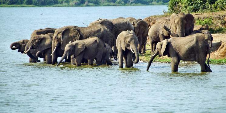 4-Day Chimpanzee Trekking and Game Drive Experiences