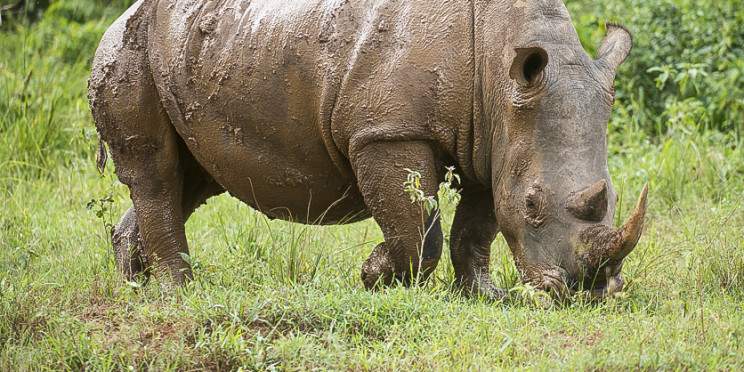 16-Day Magic of Nature Wildlife Safari