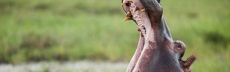 9-Day Ultimate Zambian Safari