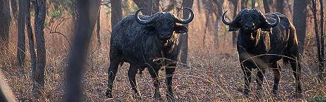 8-Day Ultimate Kafue National Park Safari