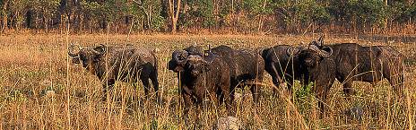 5-Day Safari to Livingstone and Kafue National Park