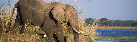 4-Day 30 Percent off Lower Zambezi National Park
