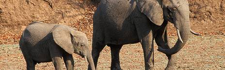 4-Day Affordable South Luangwa
