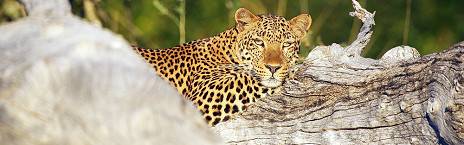 6-Day South Luangwa Short Safari, Zambia