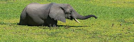 4-Day Affordable South Luangwa Safari
