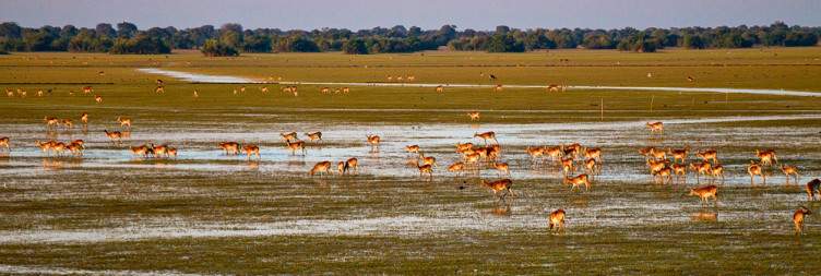 North Luangwa - Bangweulu Wetlands