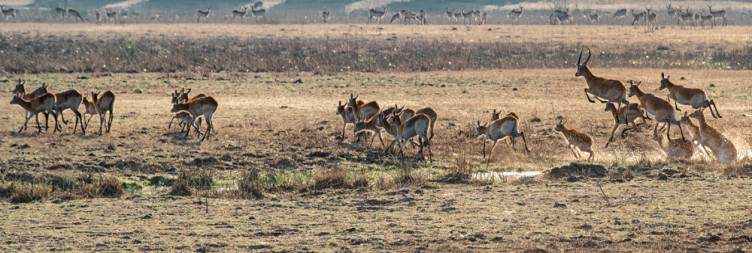 Busanga Plains