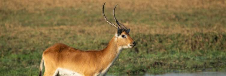 Kafue National Park - Busanga Plains