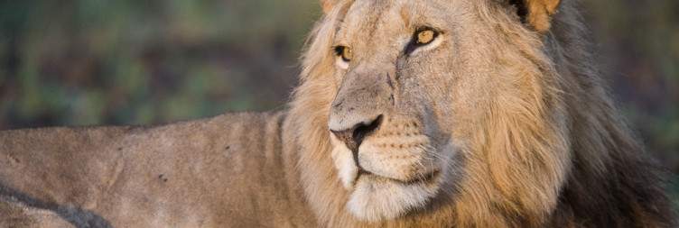 Kafue National Park