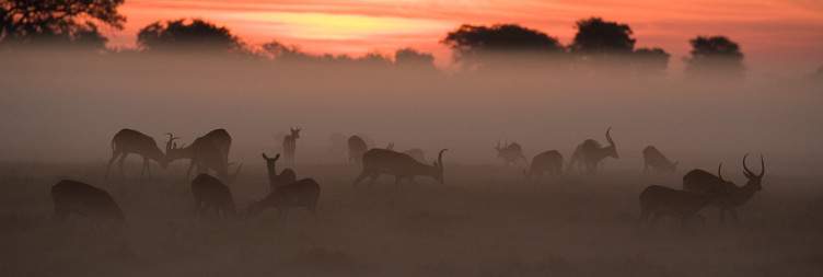 Explore Kafue National Park with Fig Tree Bush Camp as your Base