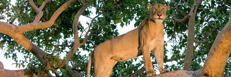 Arrive at Lusaka Airport & transfer to Mukambi Safari Lodge