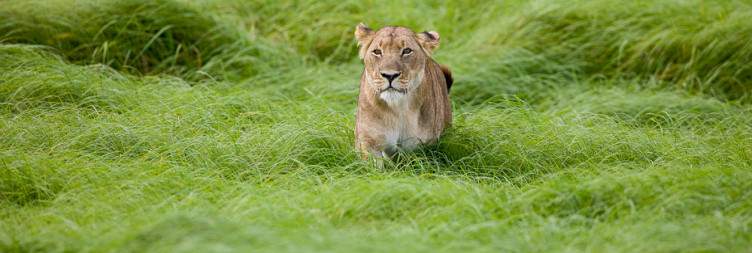 Meet & Greet / Road Transfer to Kafue NP