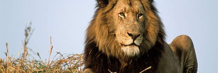 Kafue National Park Safari