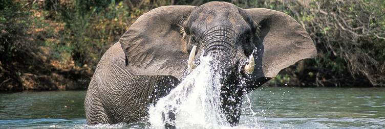 Explore Kafue National Park with Fig Tree Bush Camp as your base