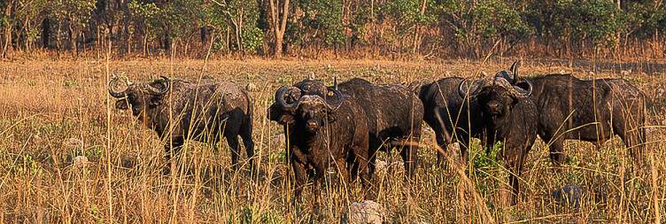 Explore Kafue National Park from Mukambi Safari Lodge