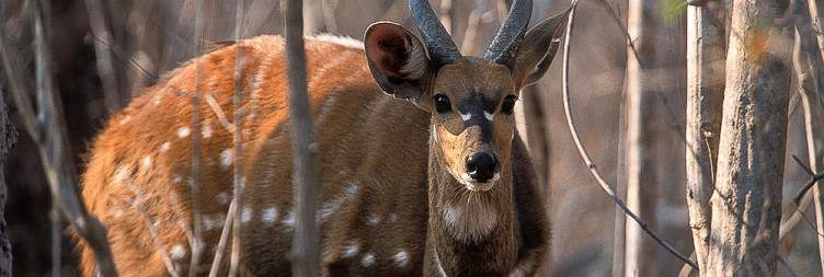 Explore Kafue National Park Safari