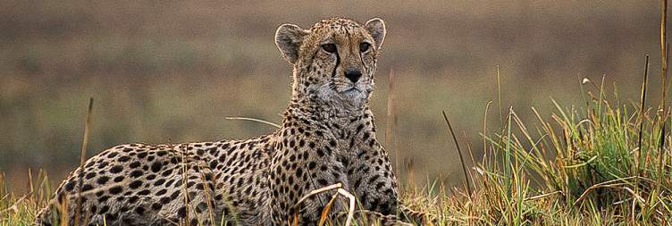 Game drive transfer to Mukambi Safari Lodge