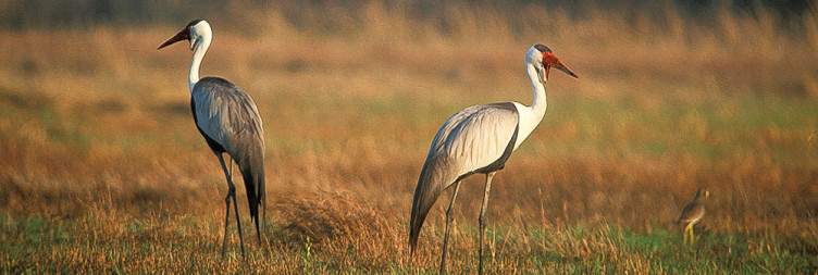 Exploring Kafue National Park