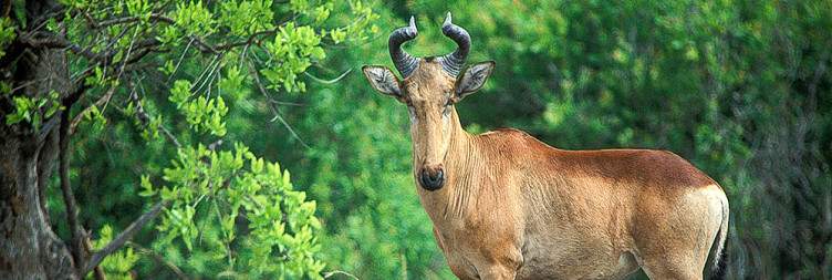 Kafue National Park