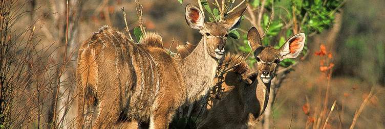 Arrive at Lusaka Airport & Transfer to Mukambi Safari Lodge