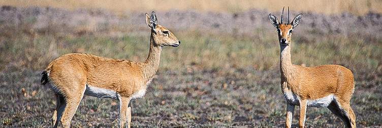Kafue adventure